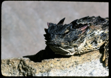Coast Horned Lizard