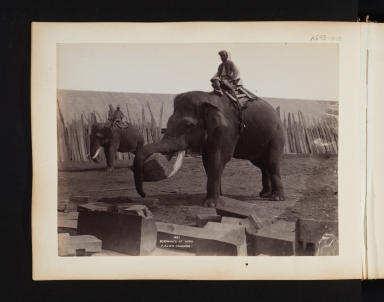 Elephants at work.