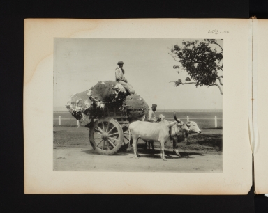 Cart loaded with cotton.