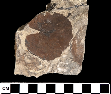 Aralioysis Fossil leaf