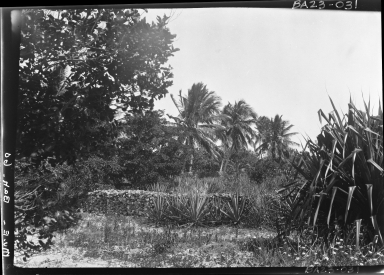Alfred M. Bailey fieldwork in the Bahama Islands