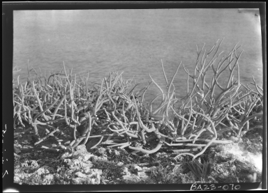 Alfred M. Bailey fieldwork in the Bahama Islands