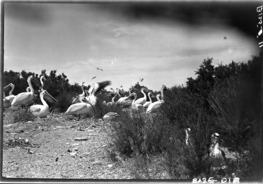 Alfred M. Bailey fieldwork in Utah