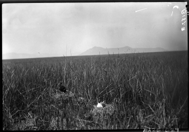 Alfred M. Bailey fieldwork in Utah