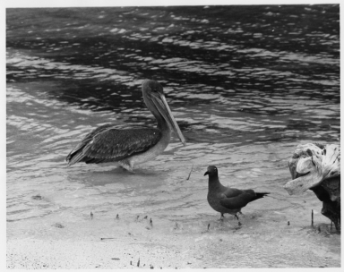 Pelican and Sooty Gull