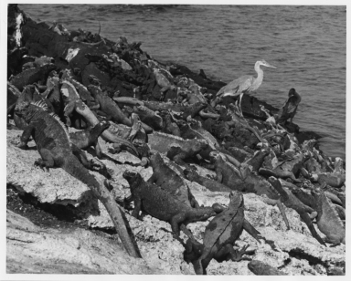 Mess of Marine Iguanas