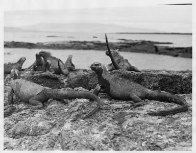 Seven Marine Iguana
