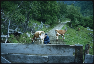 Milking cows in Norway