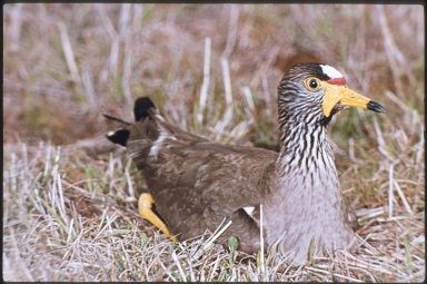 African wattled lapwing