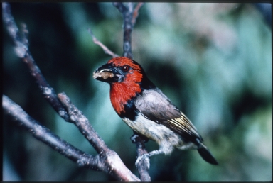 Black-collared barbet