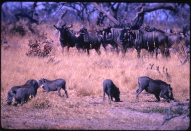 Warthogs and Wildebeest