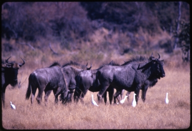 Wildebeest (Connochaetes)