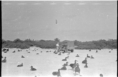 Fieldwork on Midway Islands