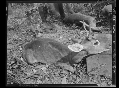 Pampa deer specimen