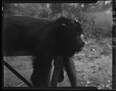 Black howler monkey specimen