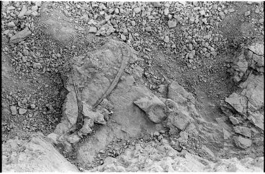 Allosaurus Dig Site