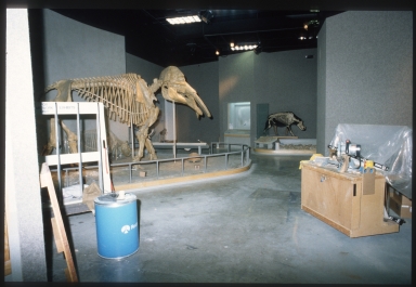 Mammal skeletons
