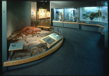 Gallery & exhibit cases in "Forest and Flight" within Prehistoric Journey Exhibit.