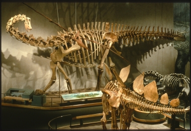 Diplodocus, Stegosaurus, and Allosaurus skeletons