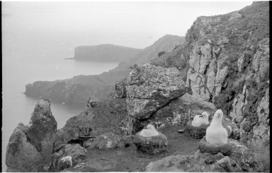 Black-browed albatross chicks on Campbell Island