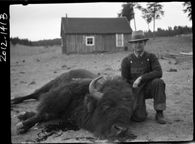 Unidentified male with a male bison