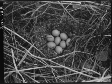 Mallard nest