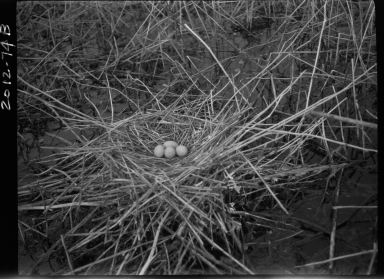 Black-crowned night heron nest