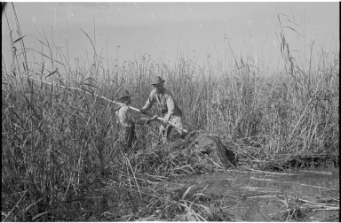 Alligator hunting in Louisiana