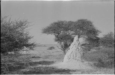Termite mound