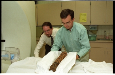 CT scanning cat mummy