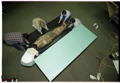 Preparing mummy for CT Scan