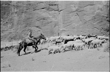 Navajo male shepherd