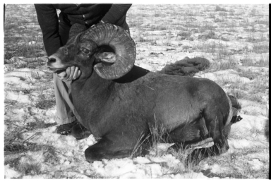 Bighorn Sheep Specimen
