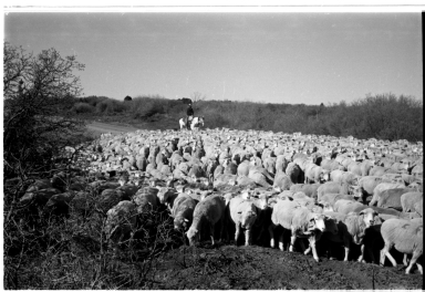 Unidentified person herding sheep