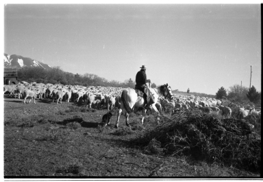 Unidentified person herding sheep
