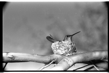 Hummingbird and nest