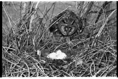 Owl and Nest