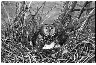 Owl and Nest