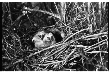 Owl Nest and Nestlings