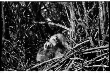 Owl Nest and Nestlings