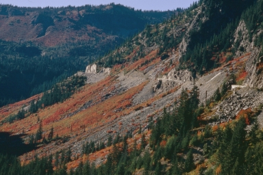 Fall foliage in Mount Rainier National Park
