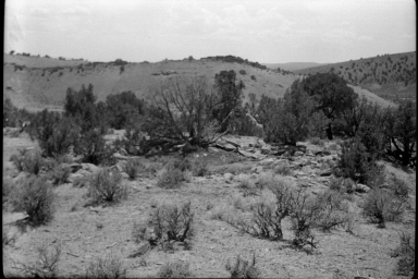 Desert foliage surrounding an archaeological site