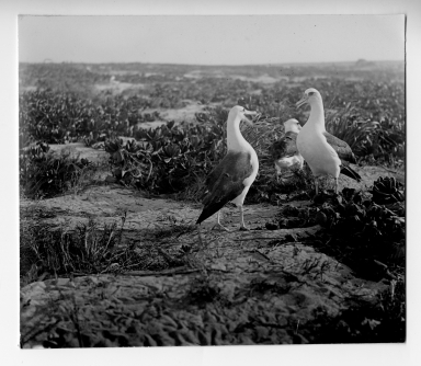 Laysan Albatrosses