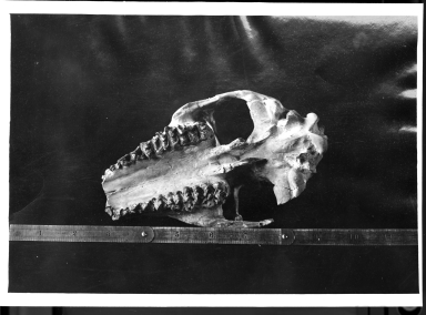 Fossil skulls