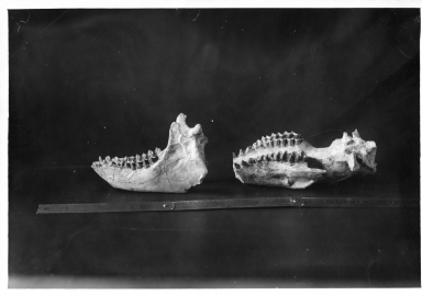 Caenopus occidentalis skull