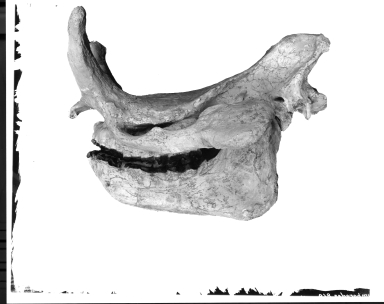 Symborodon skull & mandible