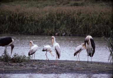 Yellow-billed Storks and Marabou Storks
