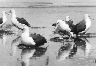 Laysan Albatross colony