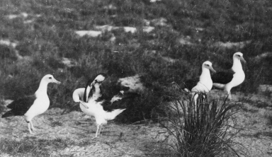 Laysan albatrosses