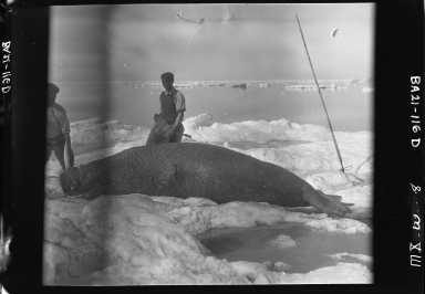 Alfred M. Bailey fieldwork in Alaska